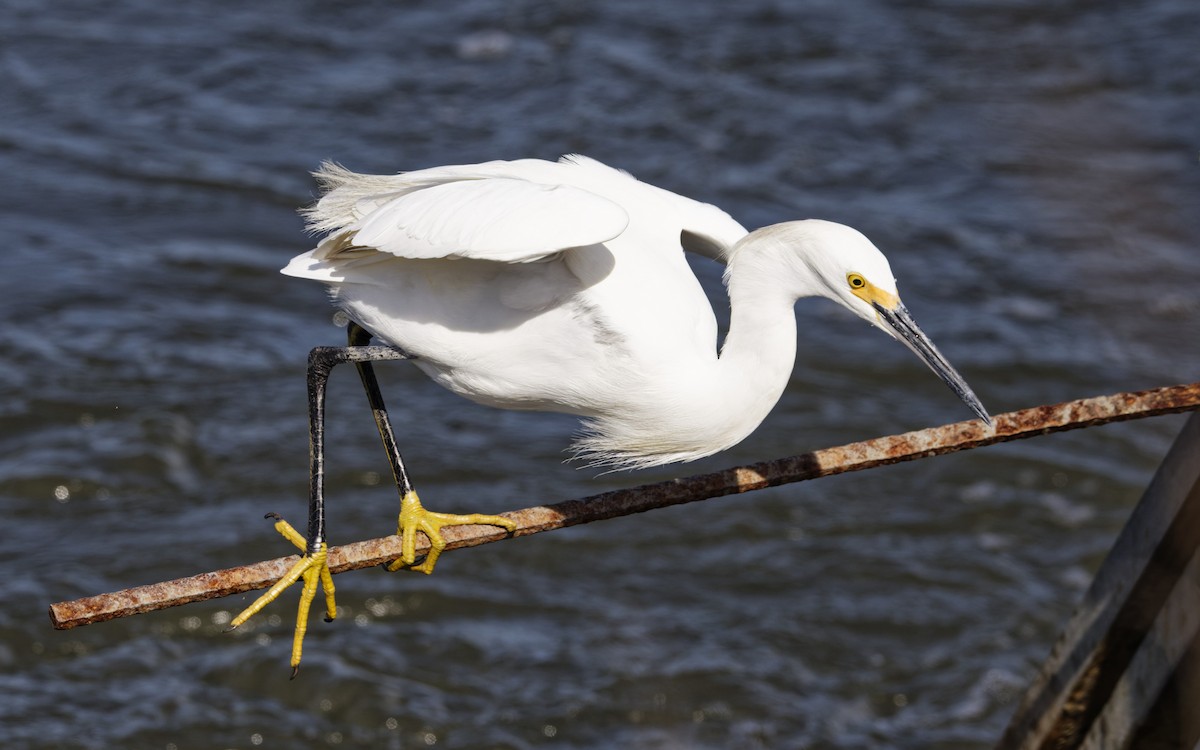 Snowy Egret - ML642817192