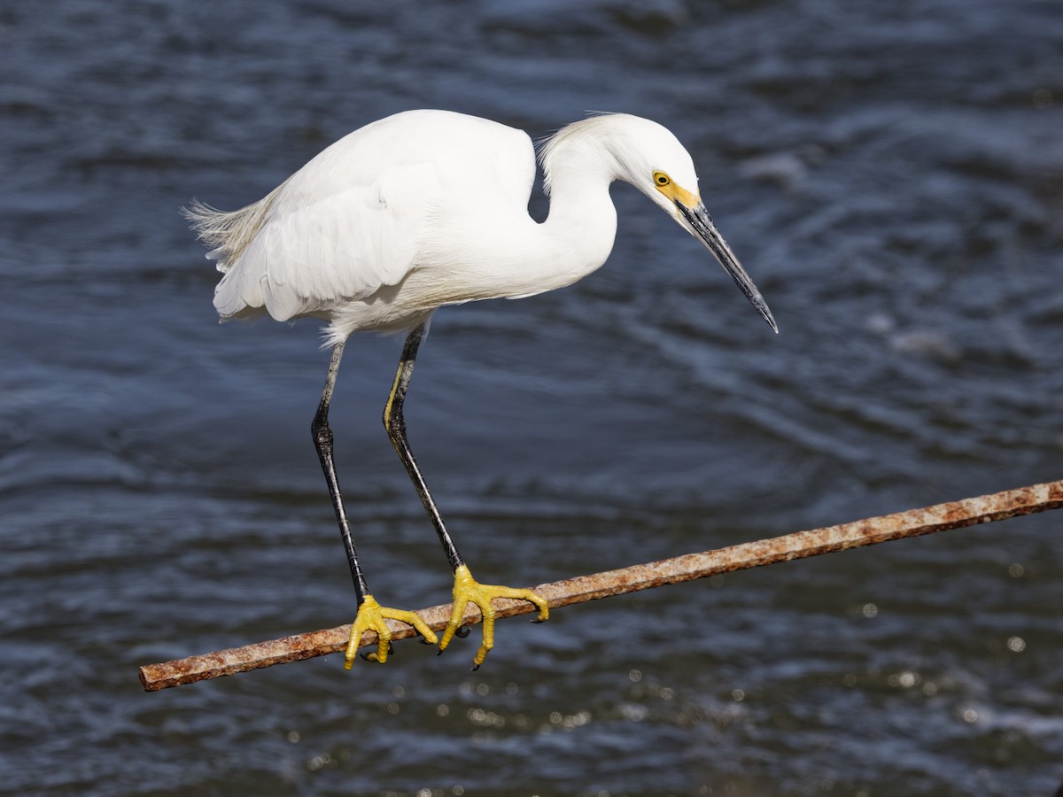 Snowy Egret - ML642817193
