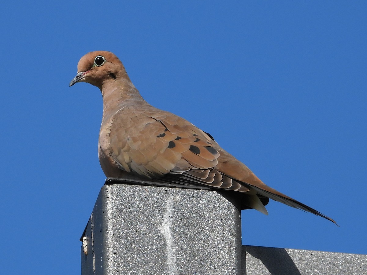 Mourning Dove - ML642817218