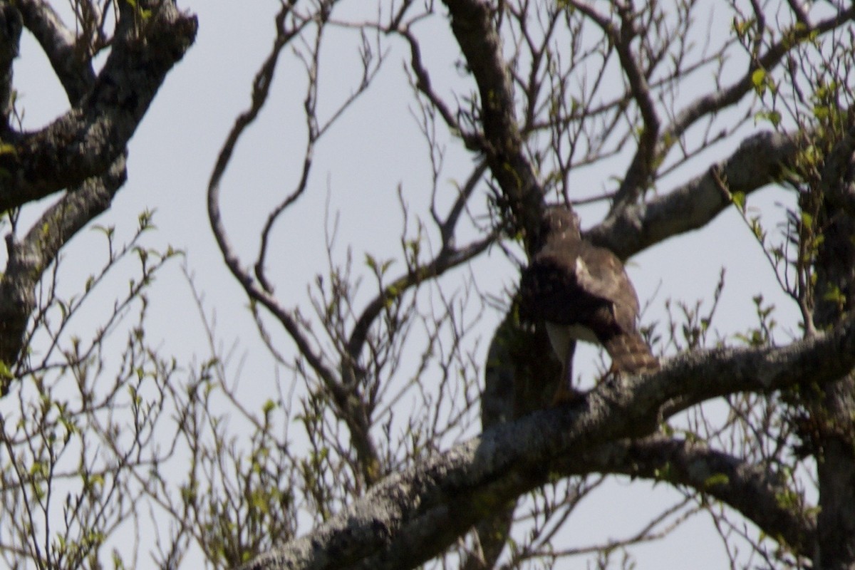 Roadside Hawk - ML642817221