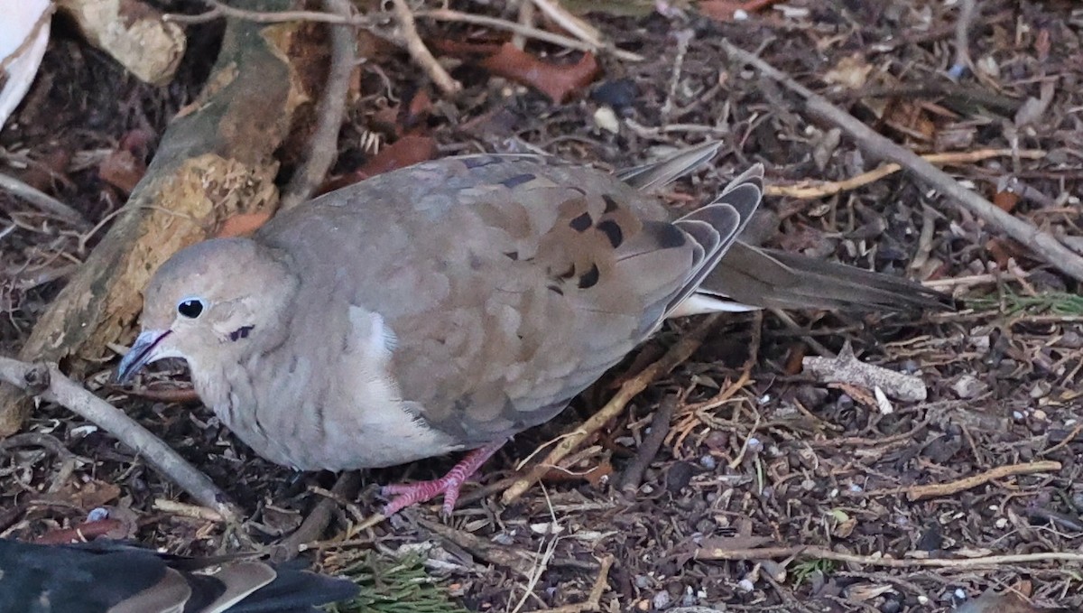 Mourning Dove - ML642817237