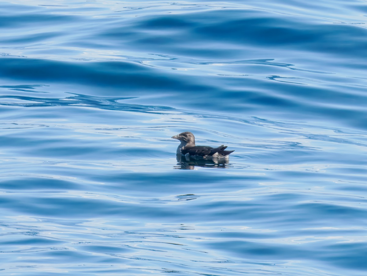 Rhinoceros Auklet - ML642817244