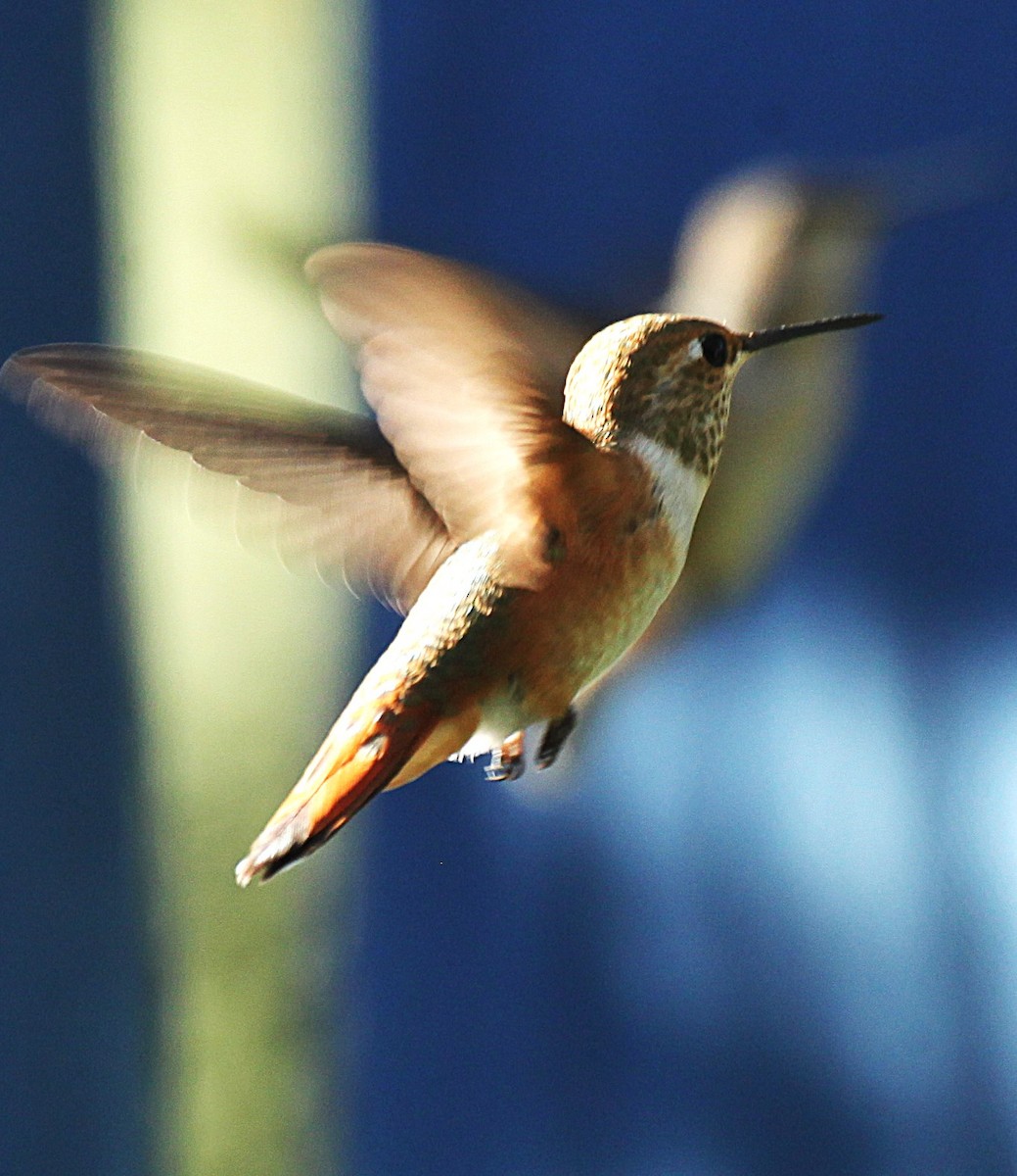 Rufous Hummingbird - ML642817248