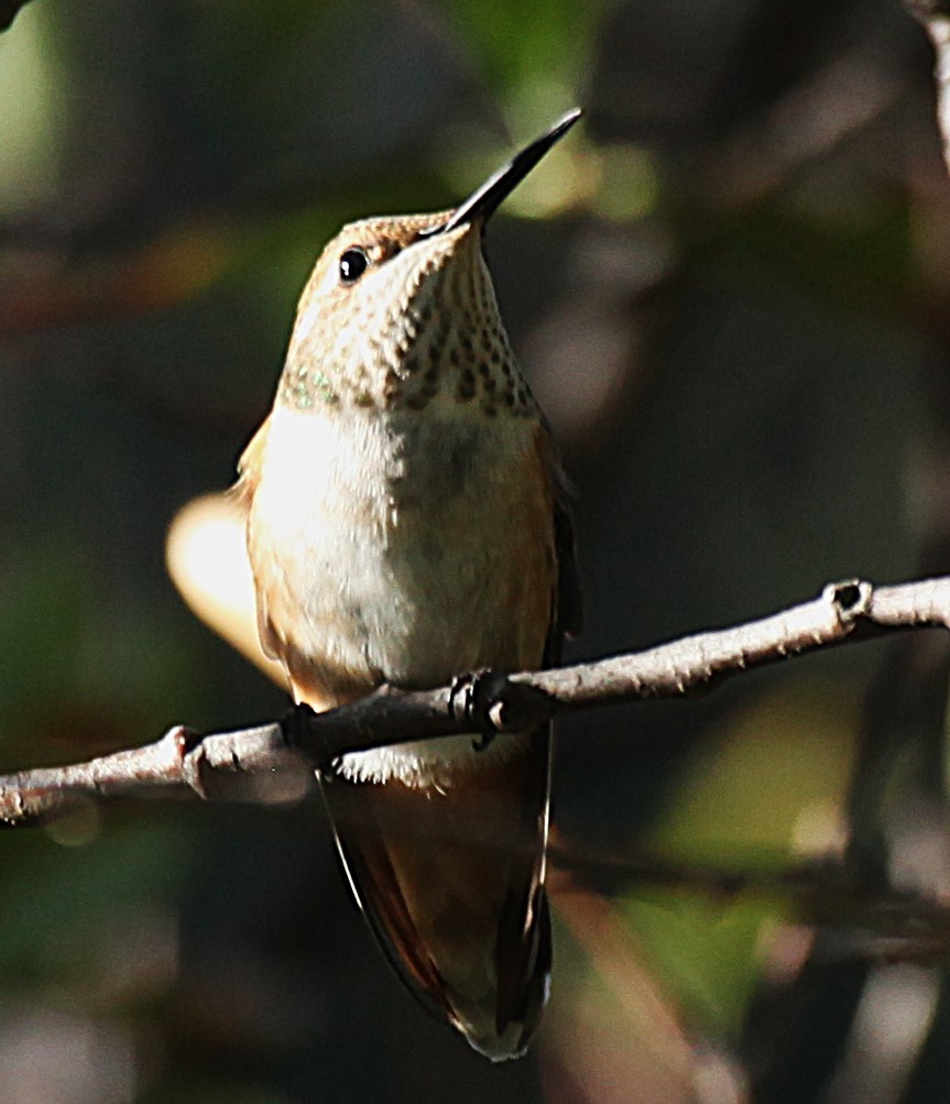 Calliope Hummingbird - ML642817252
