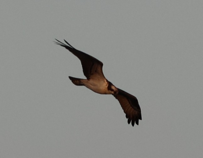Скопа (carolinensis) - ML642817257