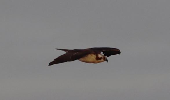 Скопа (carolinensis) - ML642817258