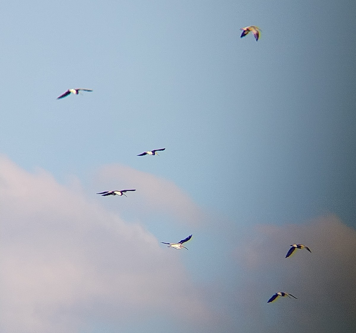 Eurasian Curlew - ML642817287
