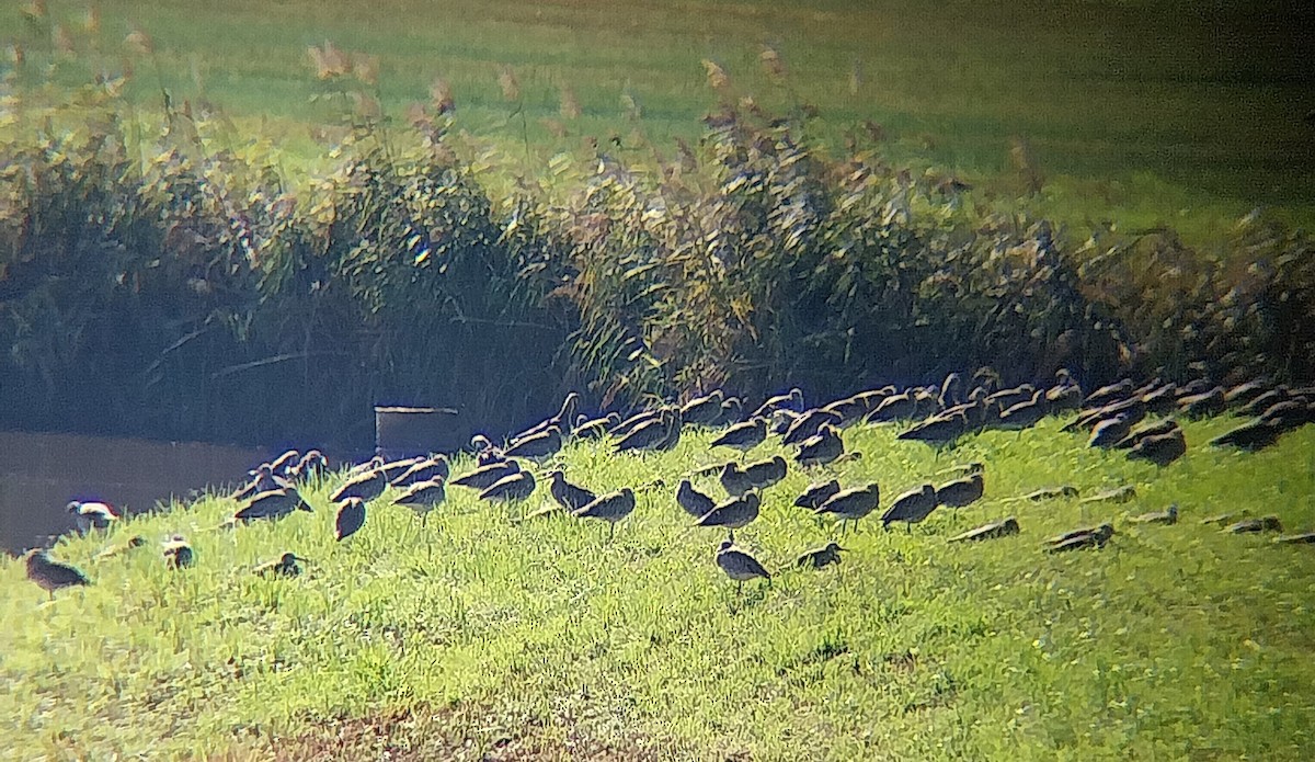 Eurasian Curlew - ML642817288