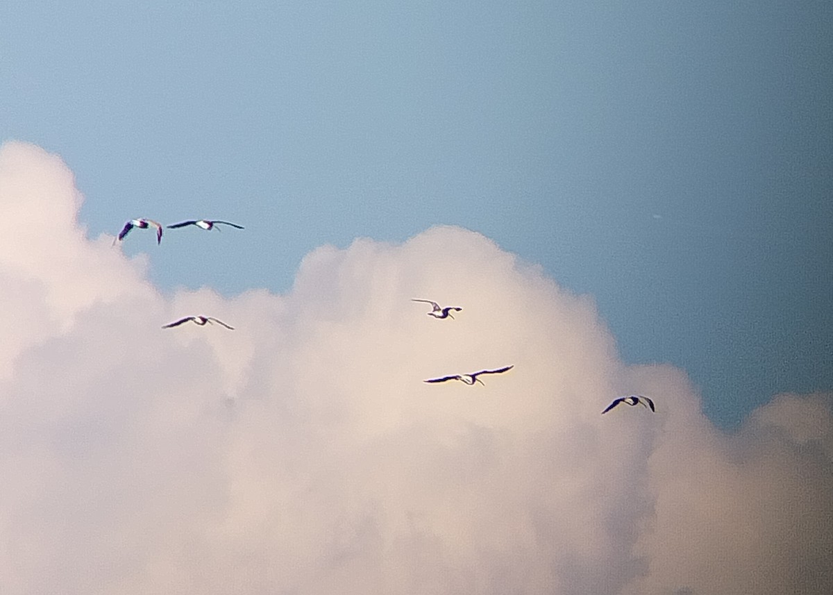 Eurasian Curlew - ML642817289