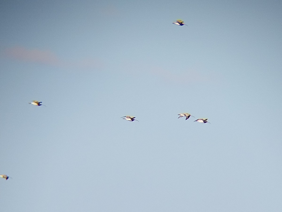 Eurasian Curlew - ML642817290