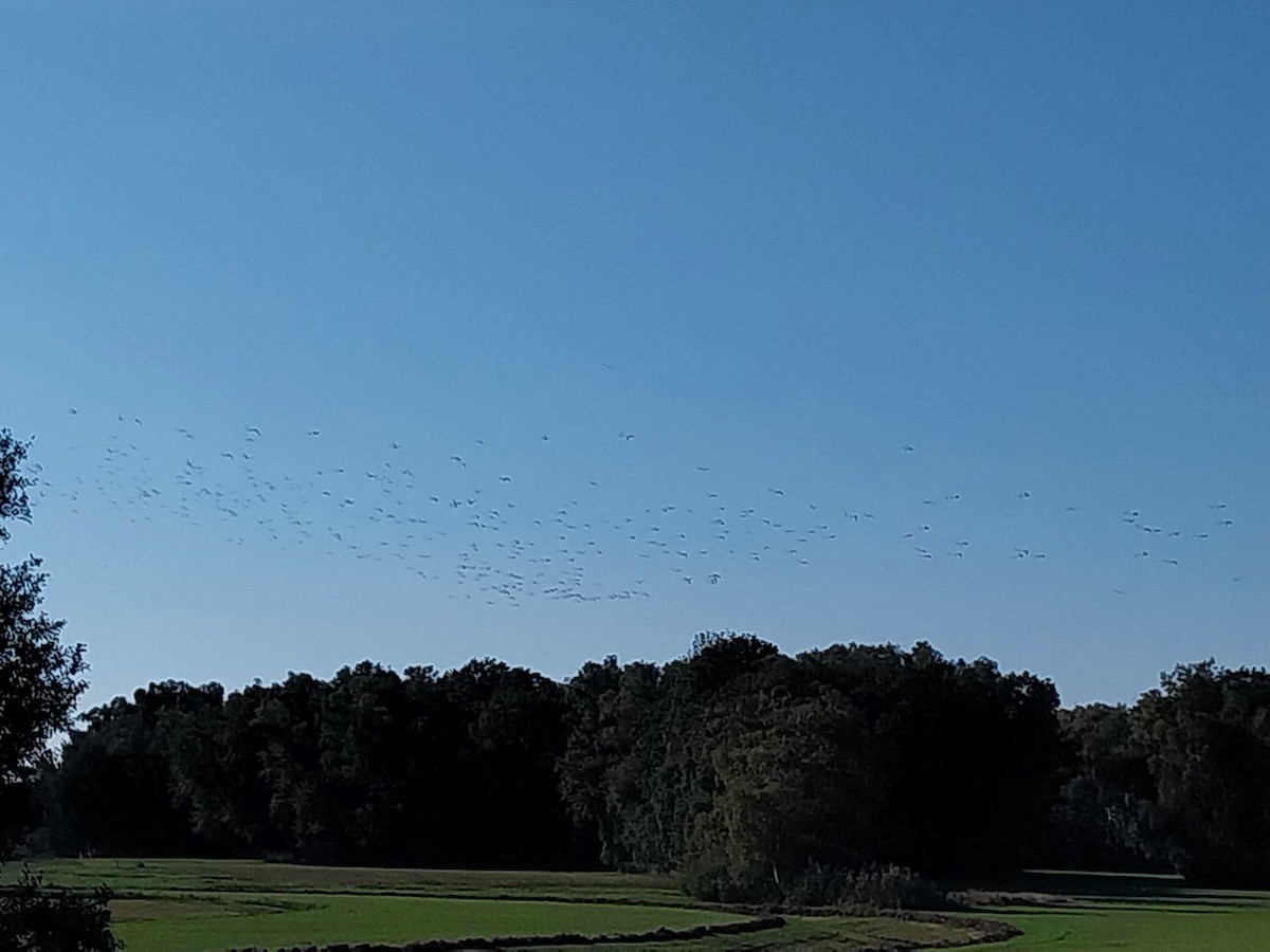 Eurasian Curlew - ML642817291