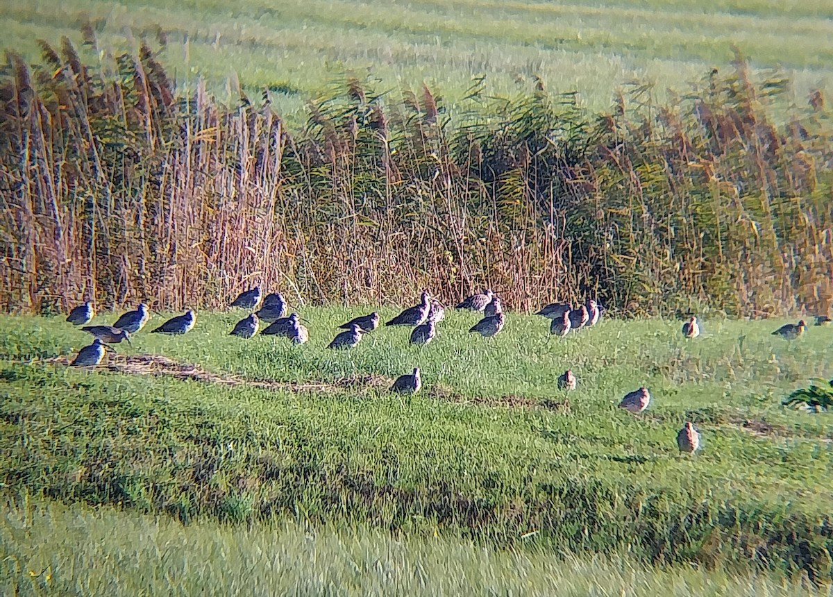 Eurasian Curlew - ML642817292