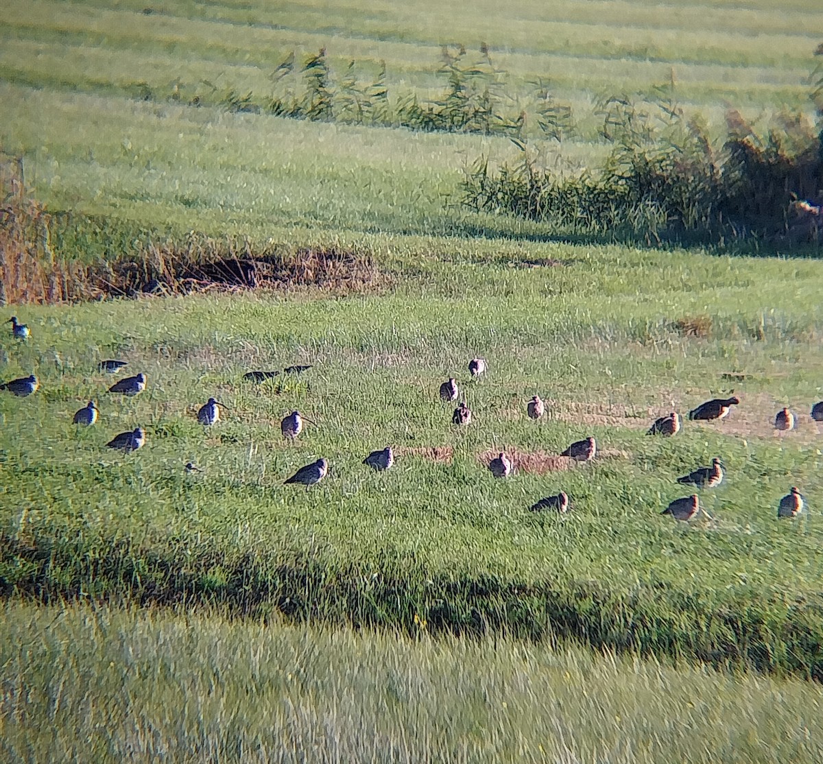 Eurasian Curlew - ML642817294