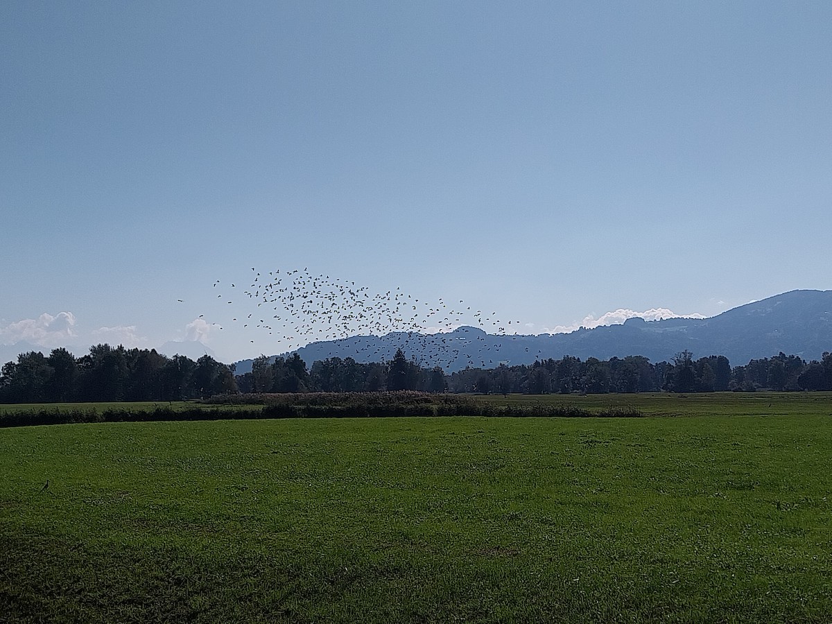 Eurasian Curlew - ML642817295