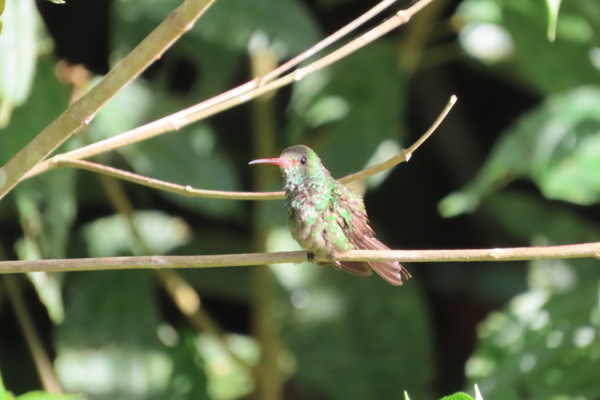 Rufous-tailed Hummingbird - ML642817298