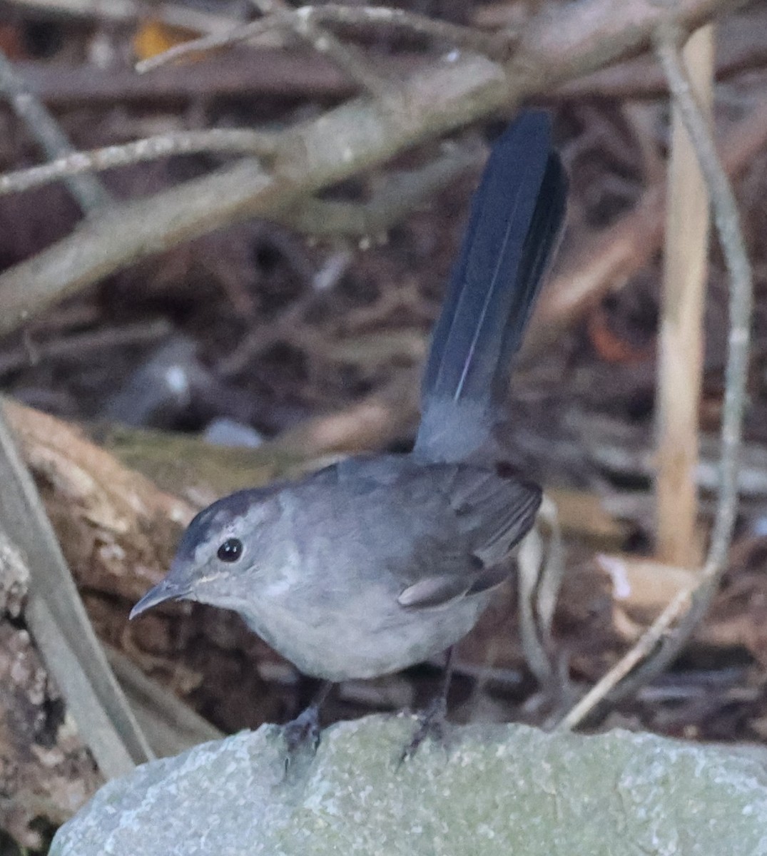 Gray Catbird - ML642817313