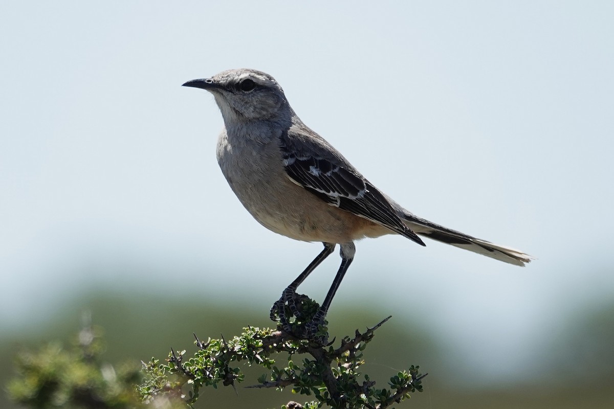 Patagonian Mockingbird - ML642817317