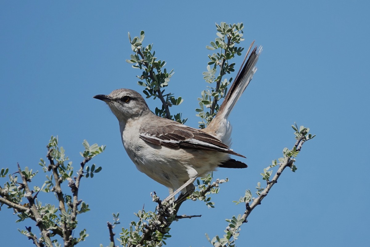White-banded Mockingbird - ML642817318