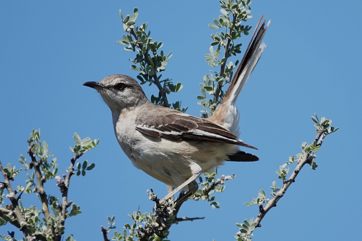 White-banded Mockingbird - ML642817319