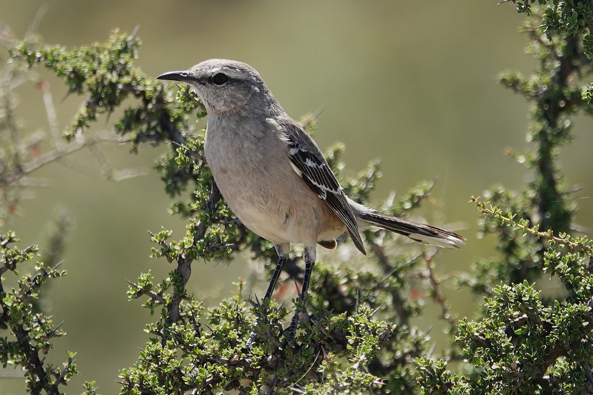 Patagonian Mockingbird - ML642817320