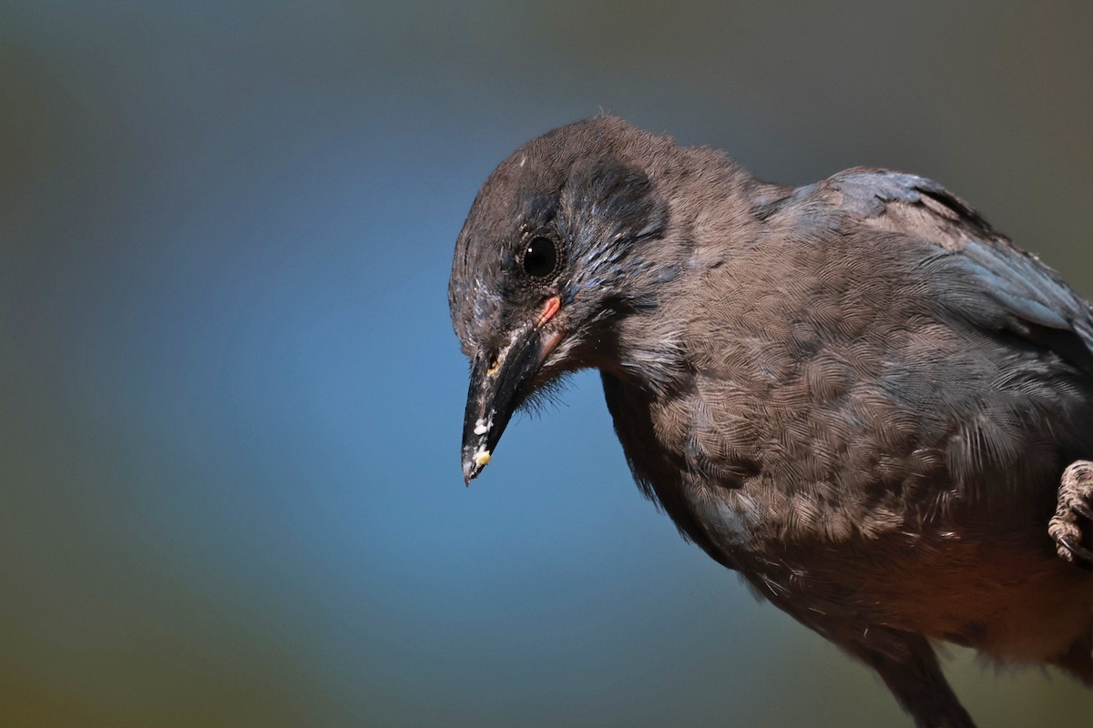 Pinyon Jay - ML642817322