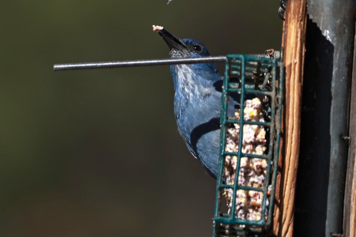 Pinyon Jay - ML642817323