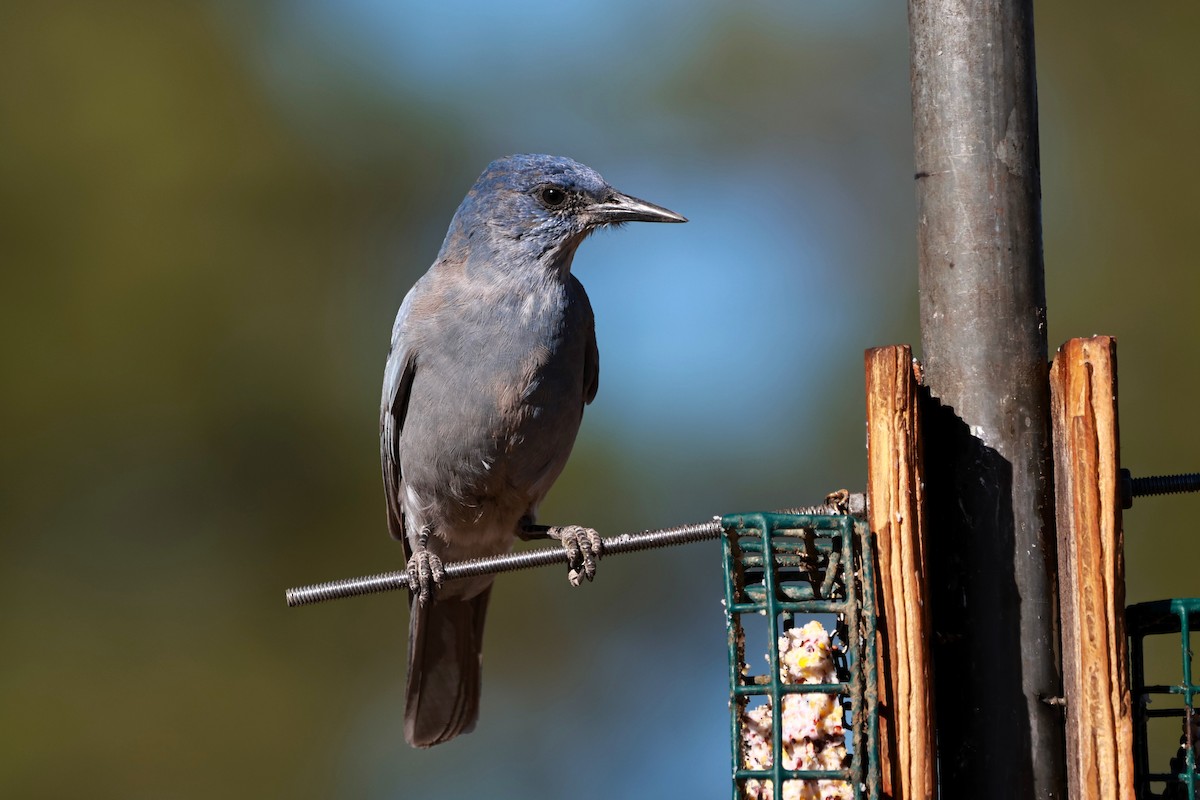 Pinyon Jay - ML642817324