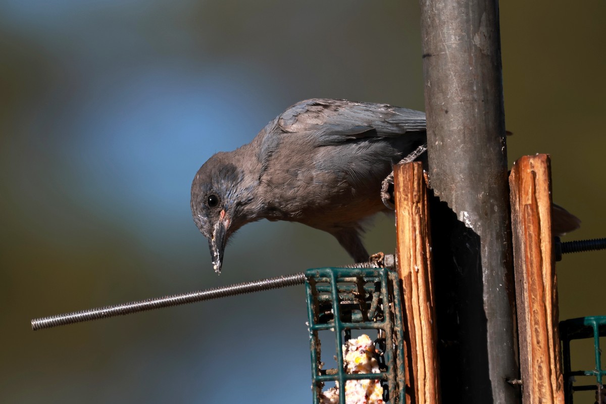Pinyon Jay - ML642817325