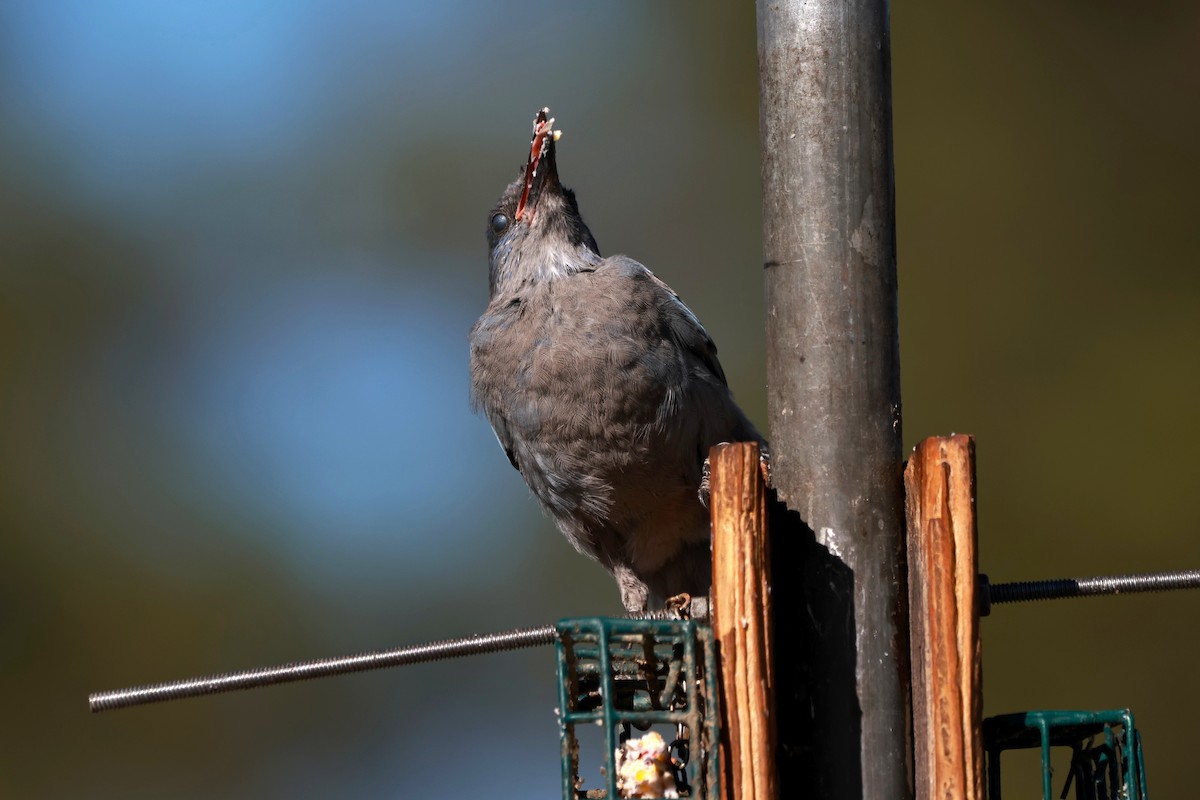 Pinyon Jay - ML642817326