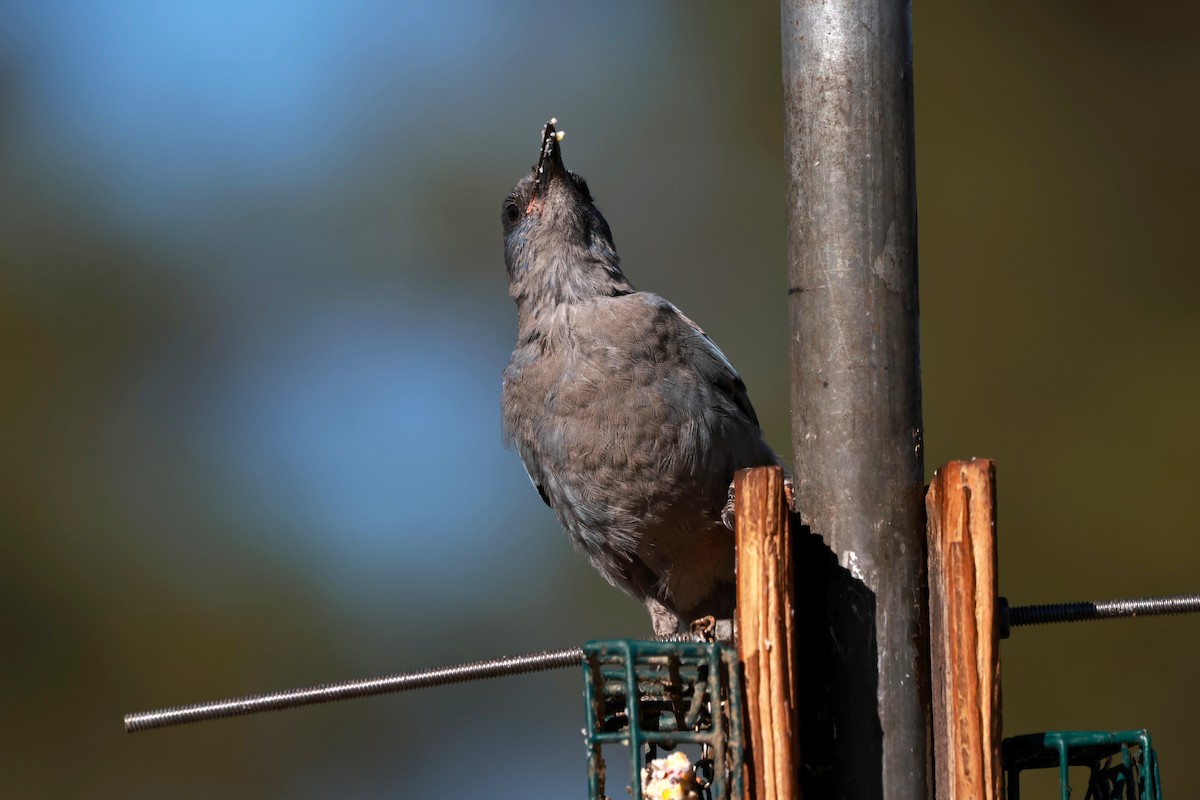 Pinyon Jay - ML642817327