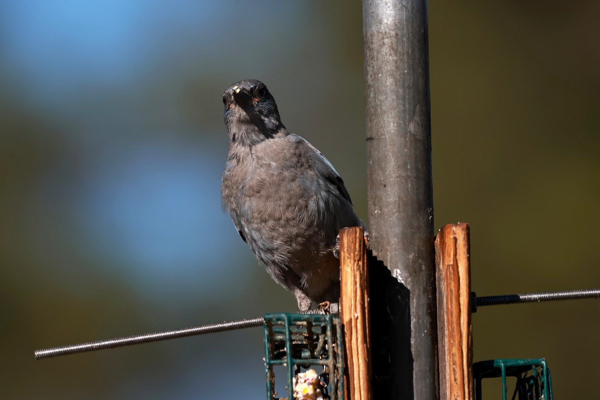 Pinyon Jay - ML642817328