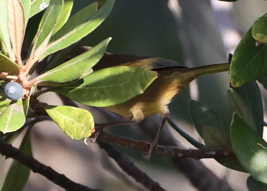 Common Yellowthroat - ML642817357