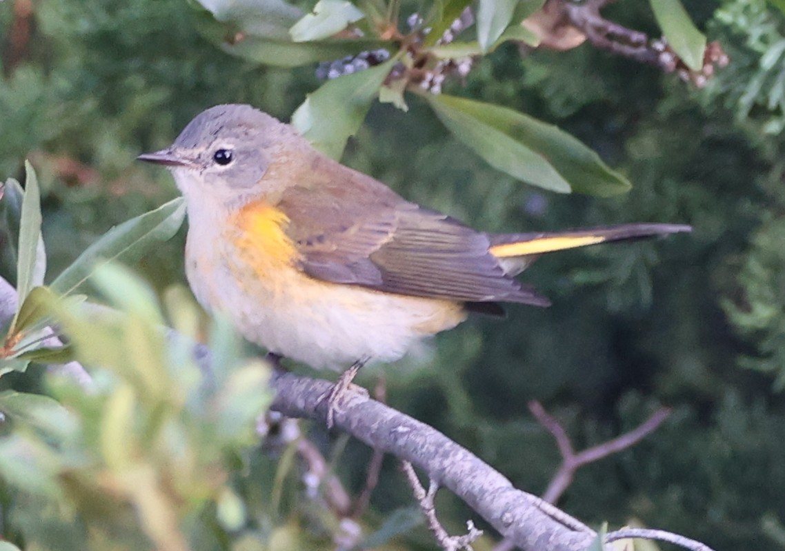 American Redstart - ML642817364