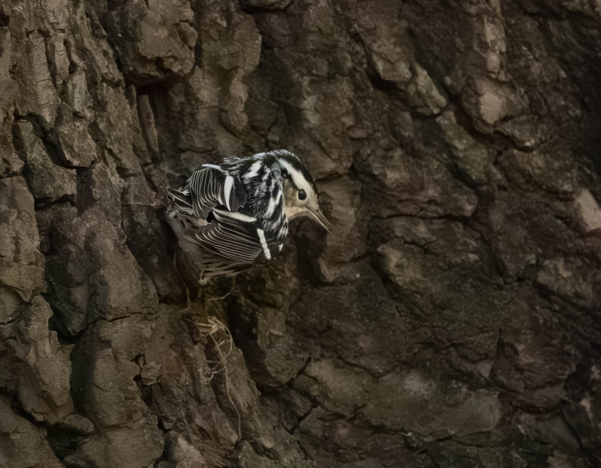 Black-and-white Warbler - ML642817382