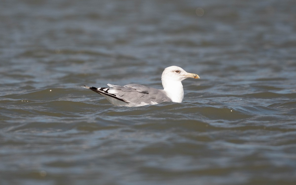 Caspian Gull - ML642817384