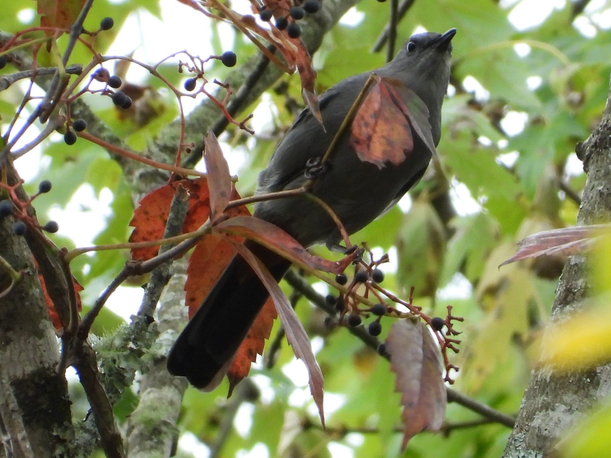 Gray Catbird - ML642817385