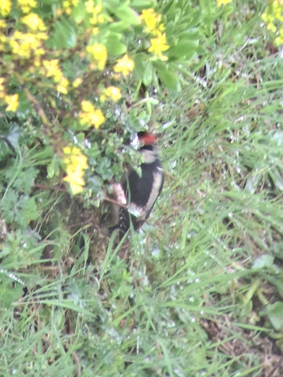 Hairy Woodpecker - ML642817397