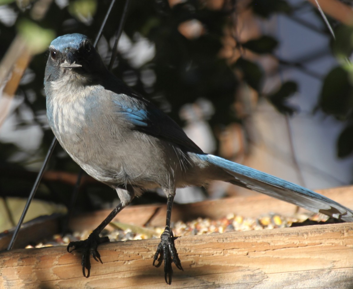 Woodhouse's Scrub-Jay - ML642817398