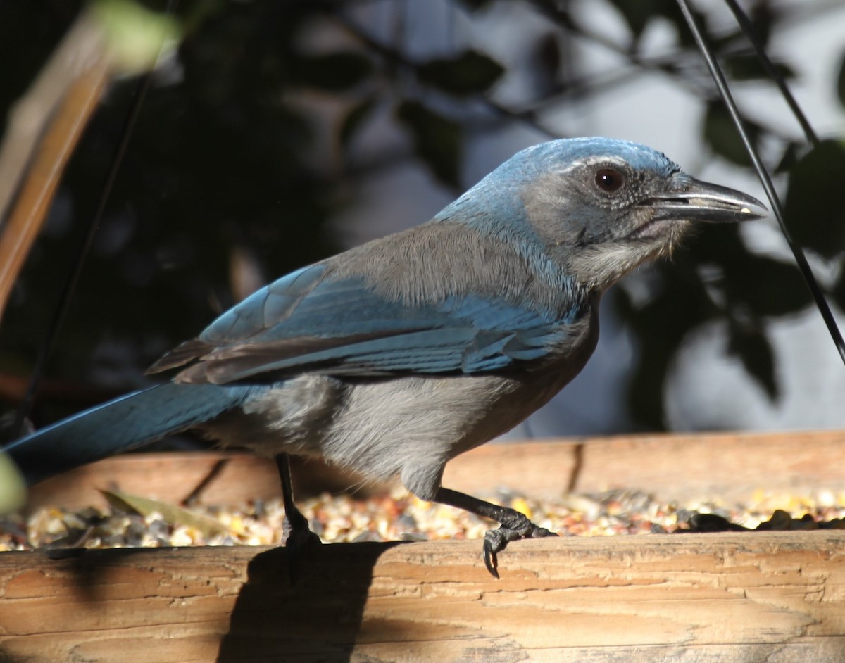Woodhouse's Scrub-Jay - ML642817399
