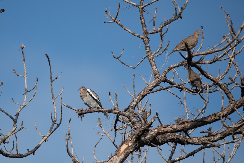 White-winged Dove - ML642817400