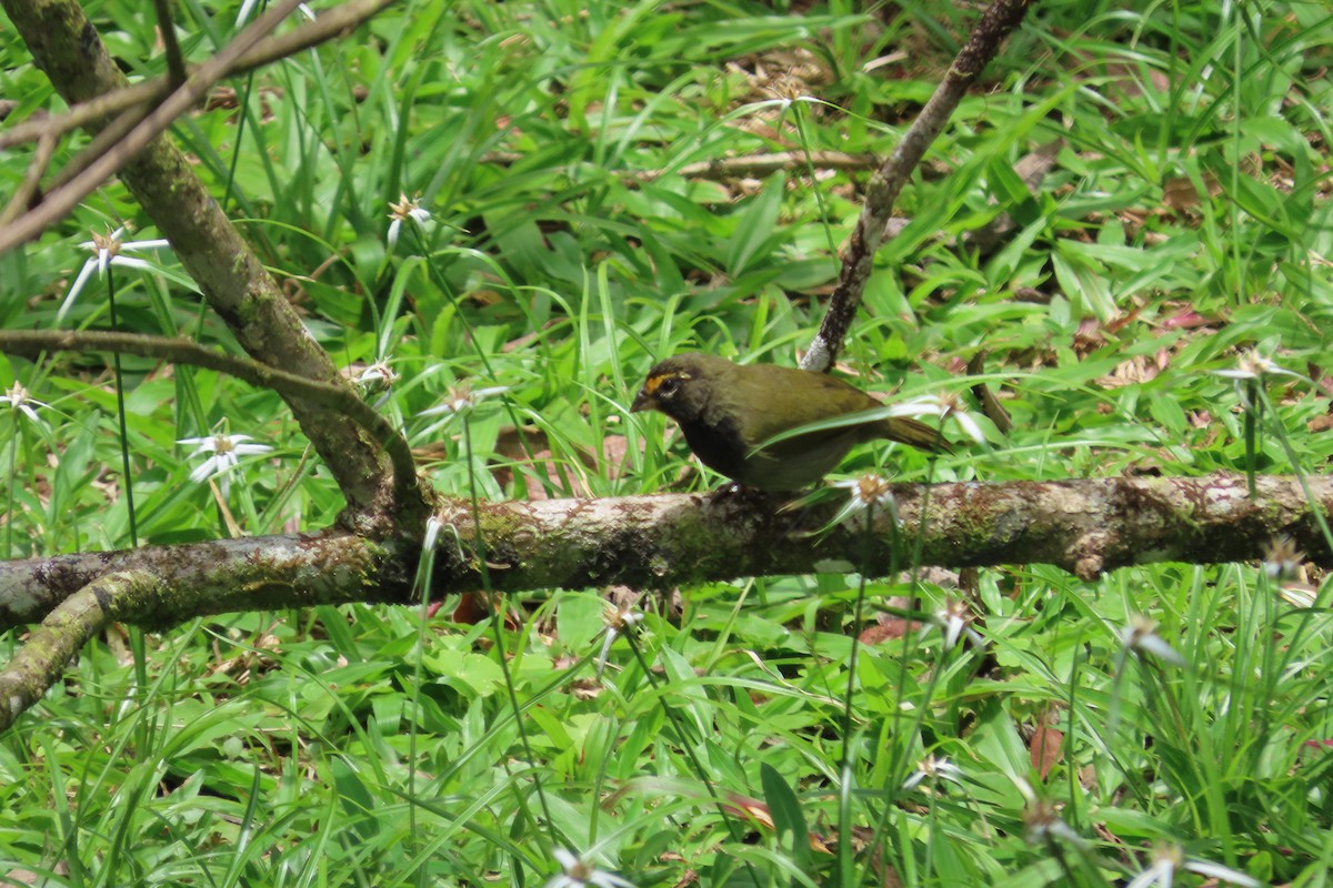 Yellow-faced Grassquit - ML642817403