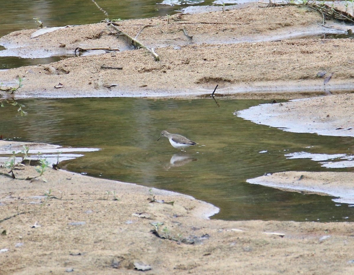Solitary Sandpiper - ML642817412