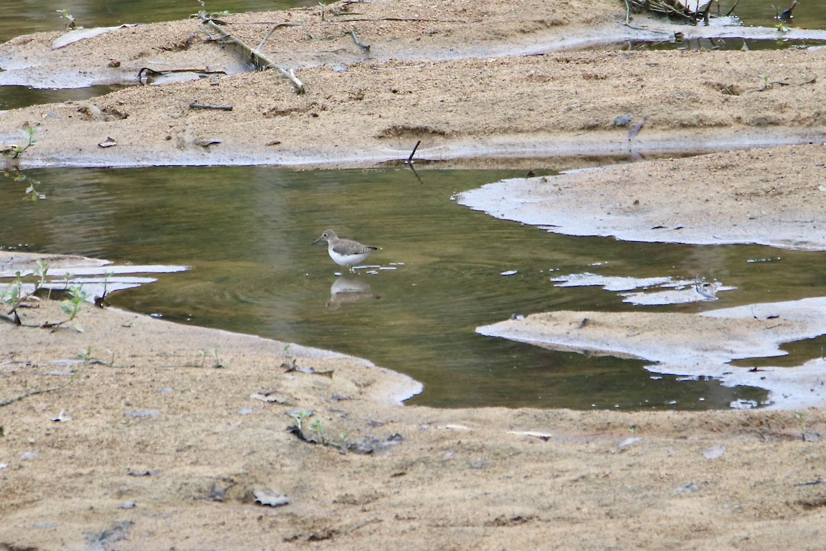 Solitary Sandpiper - ML642817413