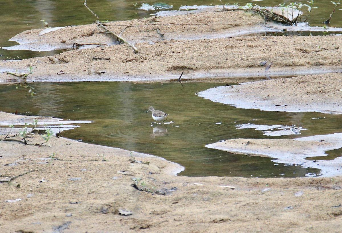 Solitary Sandpiper - ML642817414