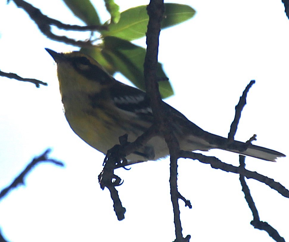 Townsend's Warbler - ML642817419