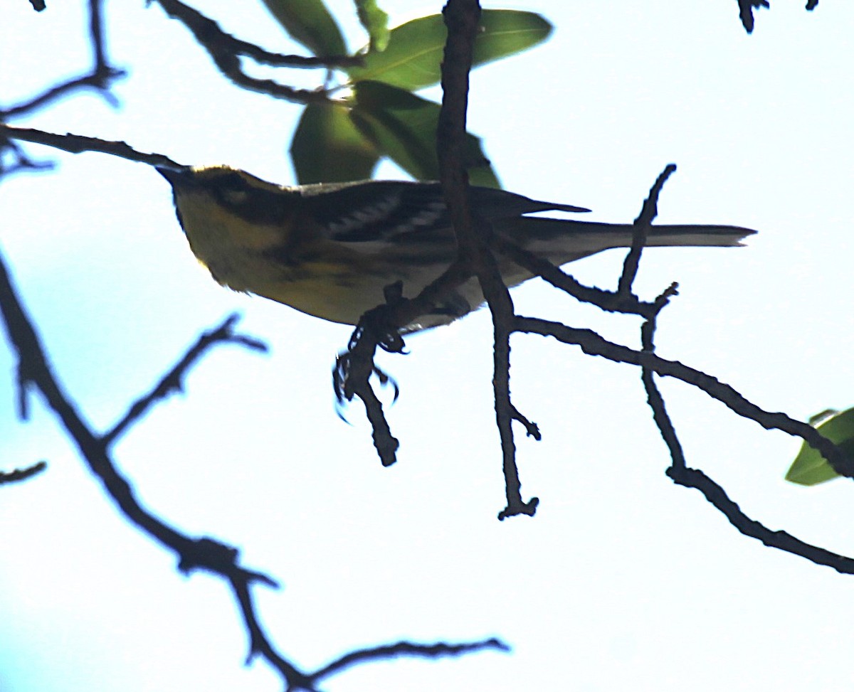 Townsend's Warbler - ML642817420