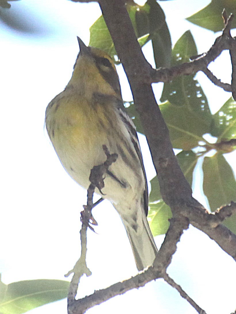Townsend's Warbler - ML642817421