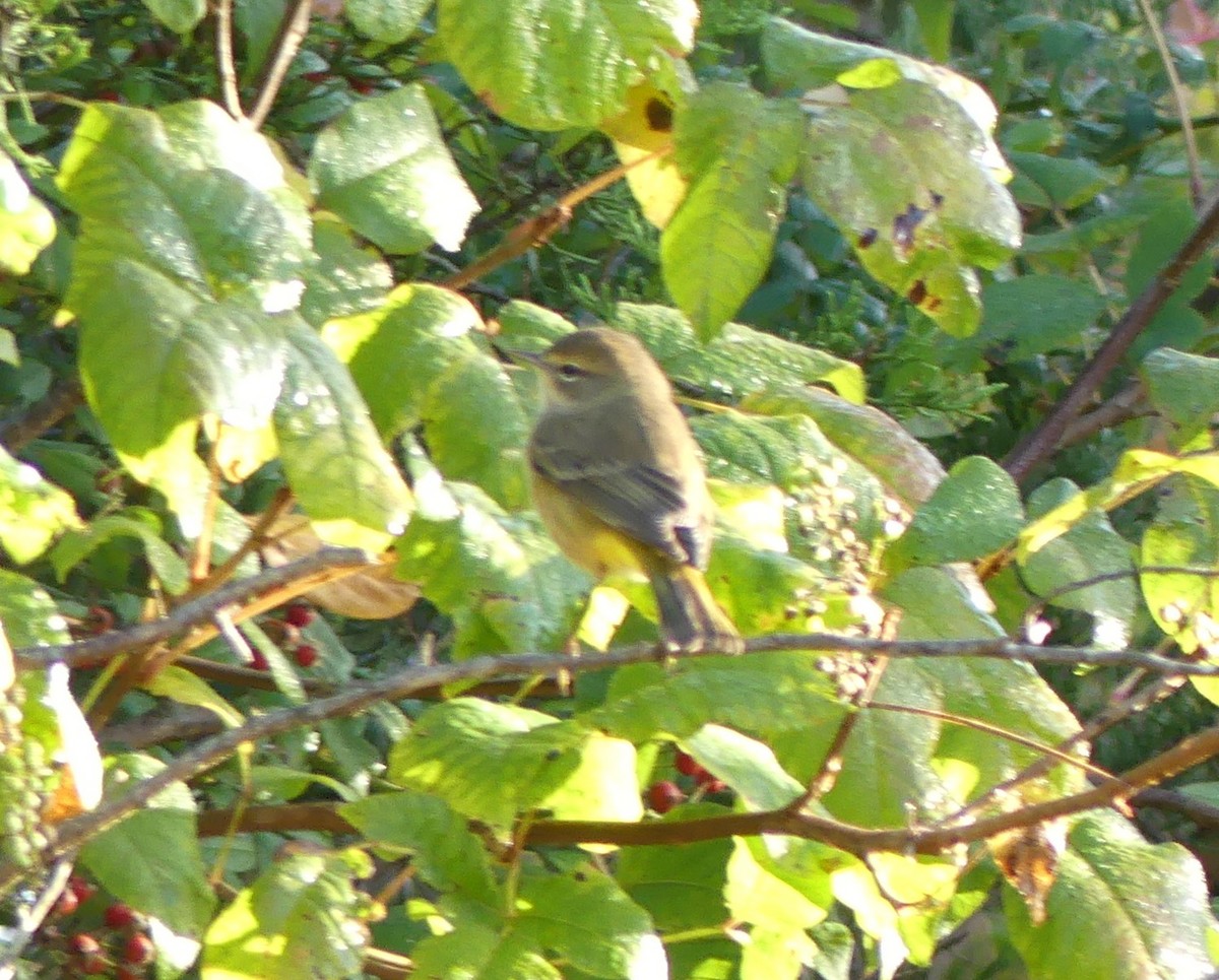 Palm Warbler - ML642817422