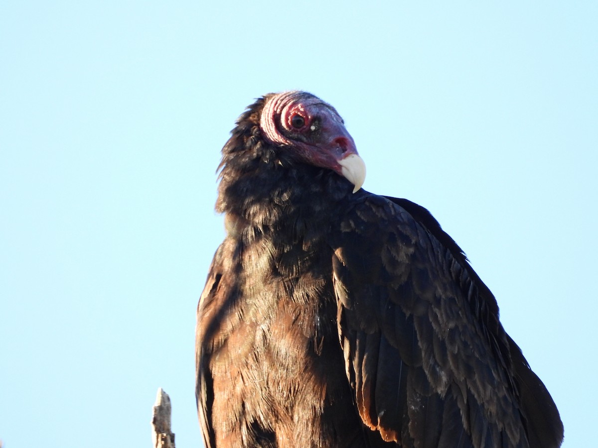 Turkey Vulture - ML642817432