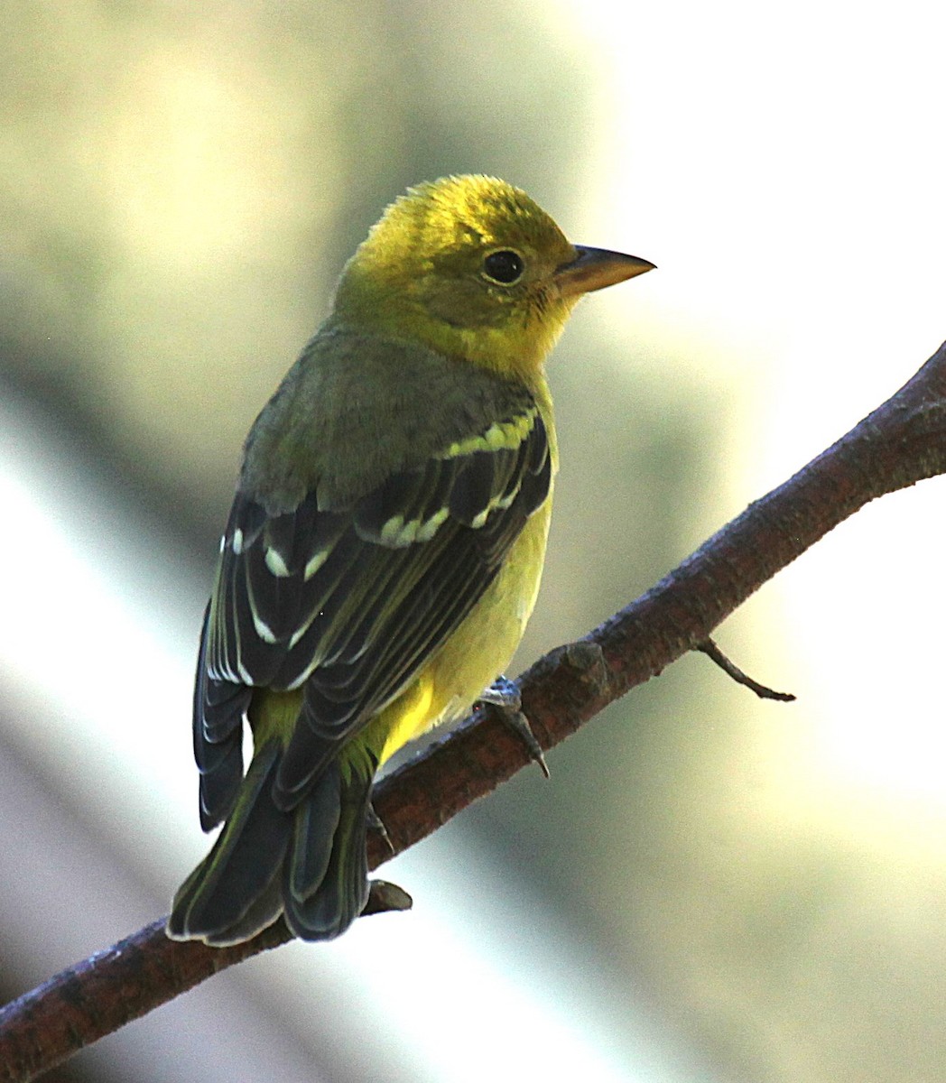Western Tanager - ML642817439